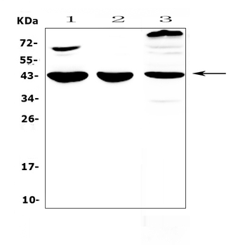 Anti-IL18 binding protein/Il18bp Antibody