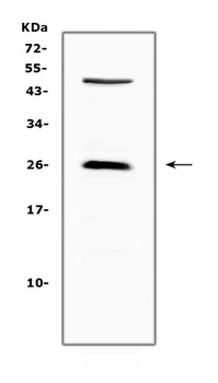 CTLA4 Antibody