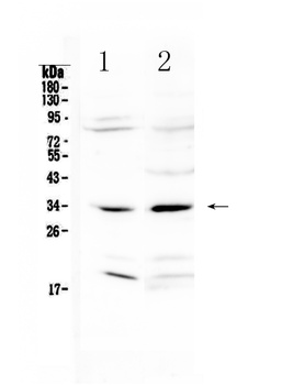 MyD88 Antibody