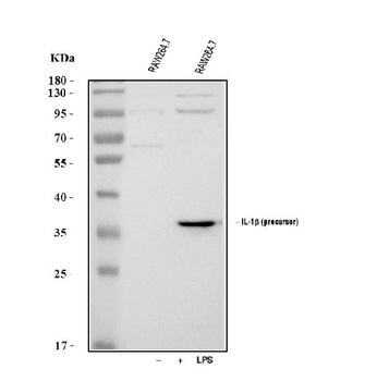 Anti-IL1 beta/Il1b Antibody