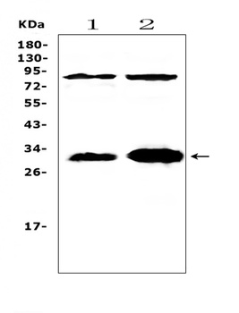 IL33 Antibody