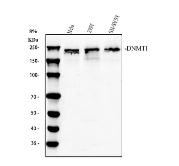 Anti-Dnmt1 Antibody