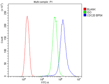 Anti-Cdc20 Antibody