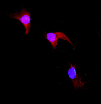 Anti-GST3/GST pi/Gstp1 Antibody