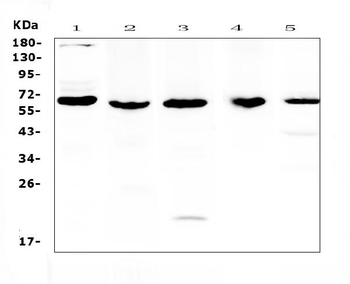 Anti-TRAF3 Antibody