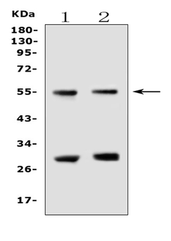 Anti-EPO Receptor/Epor Antibody