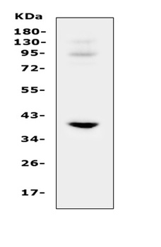 IGFBP3 Antibody