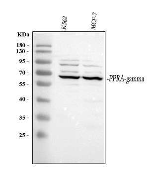 Anti-PPAR gamma/PPARG Antibody