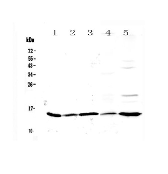 Galectin 1/Lgals1 Antibody