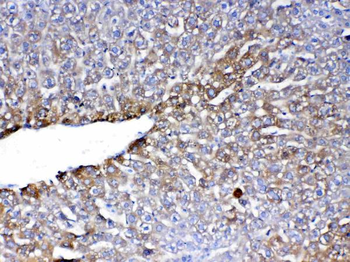 Anti-PON1 Antibody
