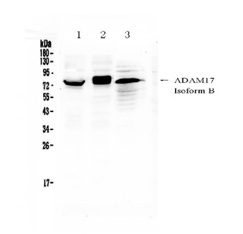 ADAM17 Antibody