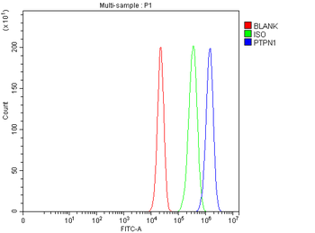 Anti-PTP1B/PTPN1 Antibody