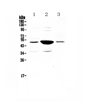 Anti-PAI1/Serpine1 Antibody