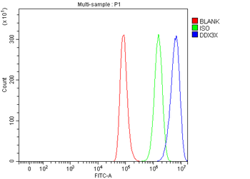 Anti-DDX3/DDX3X Antibody