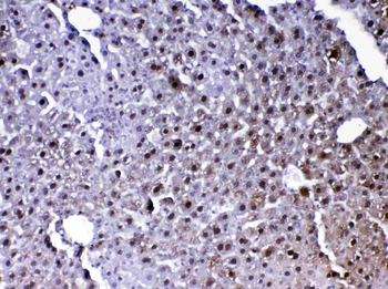 Anti-PARK7/DJ1 Antibody