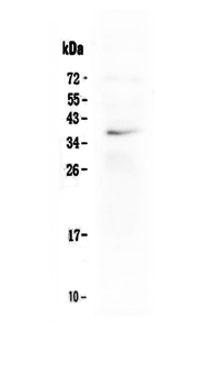Anti-LOX-1/OLR1 Antibody