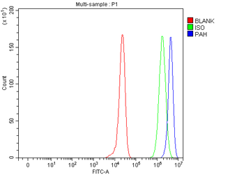 Anti-PAH Antibody