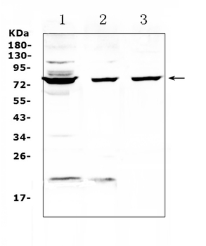 Anti-TLS/FUS Antibody