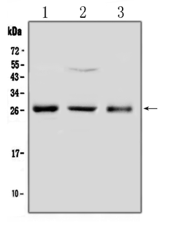 Anti-FGF8 Antibody
