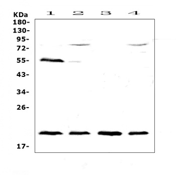 CD59/Cd59a Antibody