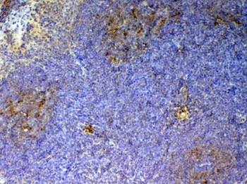 Anti-CD59/Cd59a Antibody