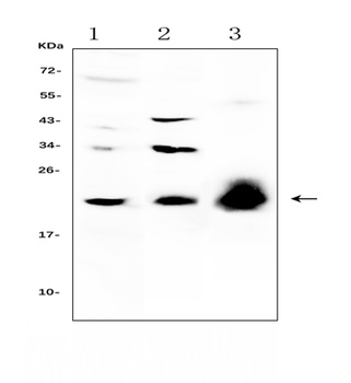 IL-22/IL22 Antibody