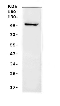 NFAT1/NFATC2 Antibody