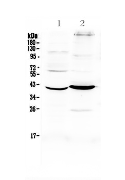 Follistatin/FST Antibody