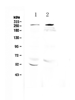 RanBP2 Antibody