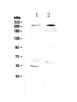 Anti-RanBP2 Antibody