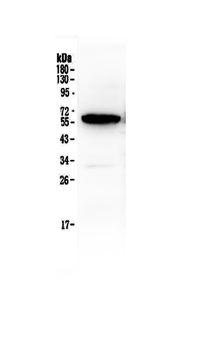 Anti-Syndecan-1/SDC1 Antibody