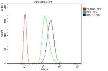 Anti-IRAK/IRAK1 Antibody