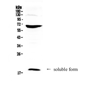 Anti-CD40L/CD40LG Antibody