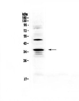 CD40L/Cd40lg Antibody