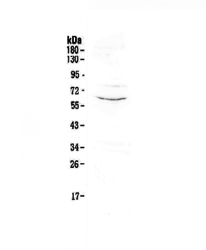 Anti-CD1c Antibody