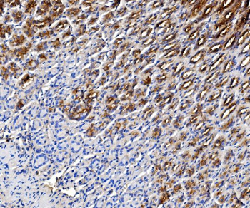 Anti-Estrogen Inducible Protein pS2/Tff1 Antibody