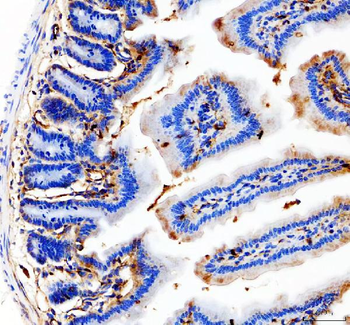 Anti-CD31/Pecam1 Antibody