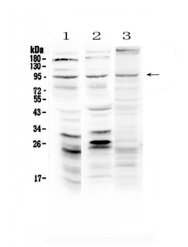 Semaphorin 3A/SEMA3A Antibody