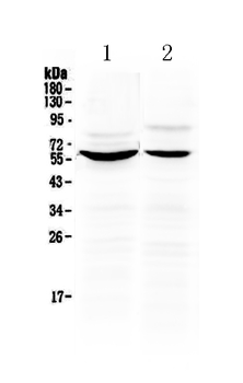 Anti-KPNA2 Antibody