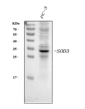Superoxide Dismutase 3/SOD3 Antibody