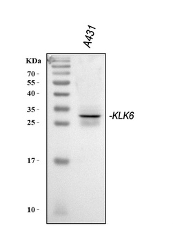 Kallikrein 6/KLK6 Antibody