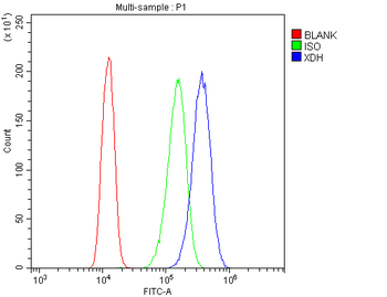 Anti-Xanthine Oxidase/XDH Antibody