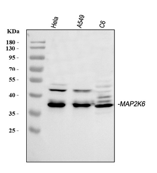 MEK6/MAP2K6 Antibody