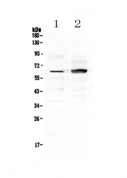 Frizzled 4/FZD4 Antibody