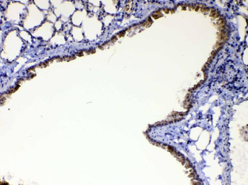 Anti-HE4/Wfdc2 Antibody