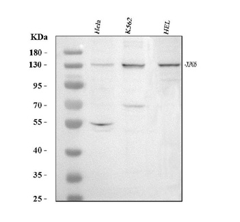 Exportin-5/XPO5 Antibody
