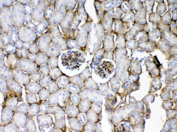 Anti-CD105/Eng Antibody