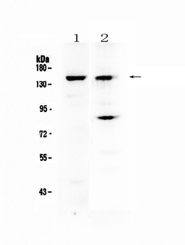 FBXL11/KDM2A Antibody