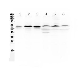 Anti-TRAF5 Antibody