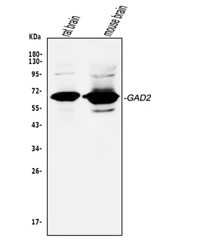GAD65/GAD2 Antibody